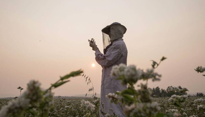 Programy opeľovania včiel pre farmárov